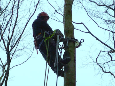 traefaeldning tilbydes sorens service 22502262