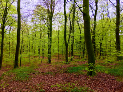 boegetraer kolding1